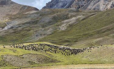 Sheep Herding - - Upper Dolpo Mountain Biking - Himalayan Action