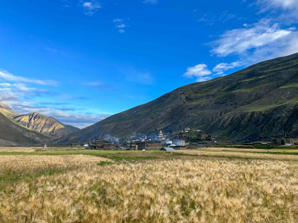 Tinje Village with Barley field - Upper Dolpo Mountain Biking - Himalayan Action